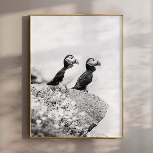 Black and white photo print of two puffins on a cliff in Ireland.