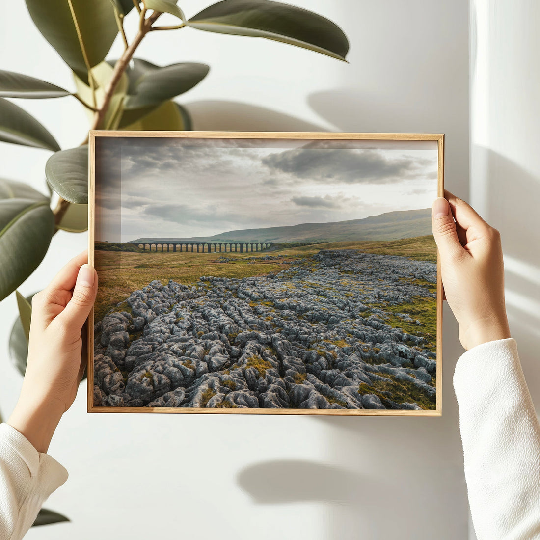 Ribblehead Viaduct fine art print in hand with greenery in background