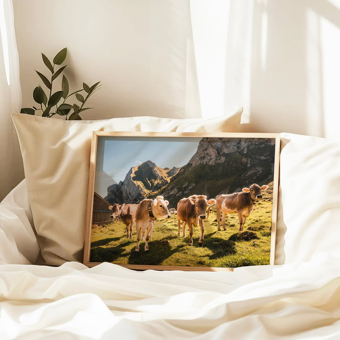 Rustic nature photography print of Swiss Alps cows in a sunlit green valley in Appenzell, Switzerland.