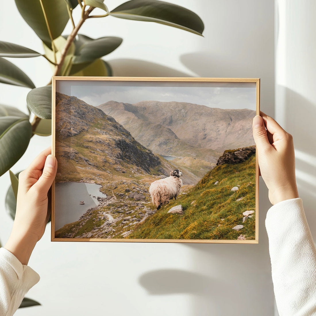 Framed photo print of sheep in Lake District with scenic mountain views