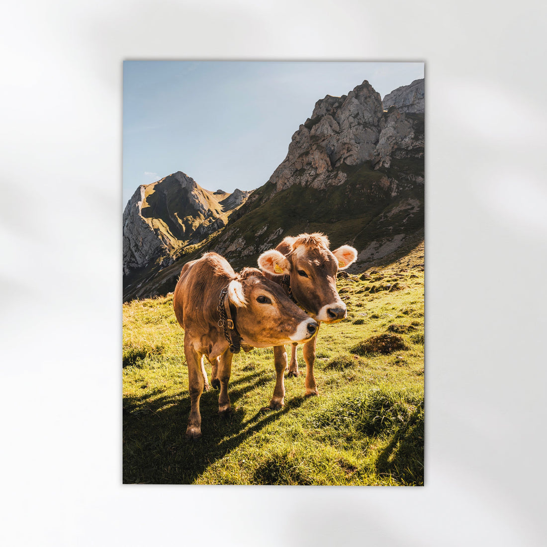 Beautiful Swiss mountain cows standing in lush green pastures, captured in this high-quality photography print.