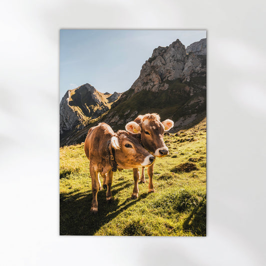 Beautiful Swiss mountain cows standing in lush green pastures, captured in this high-quality photography print.