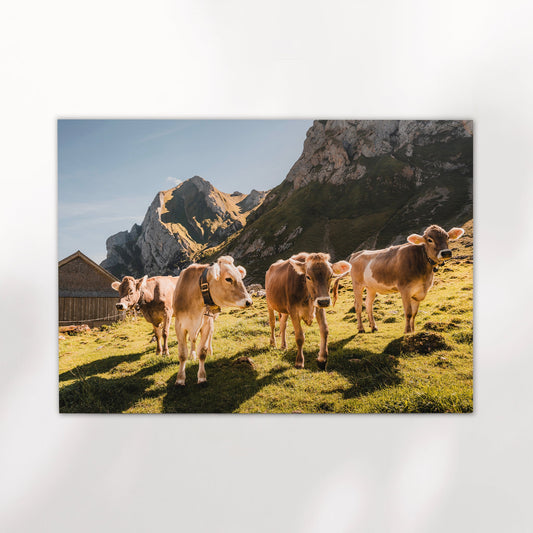 Scenic Swiss mountain cows in a lush green meadow, surrounded by the breathtaking Appenzell Alps.