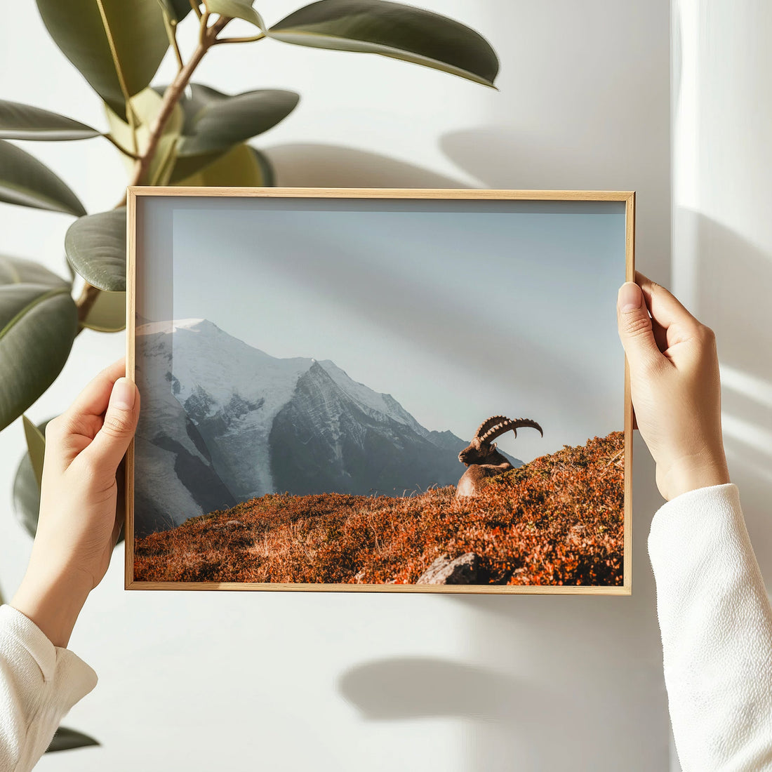 Wildlife wall art of a wild alpine ibex standing against a snow-capped Mont Blanc massif at sunrise.