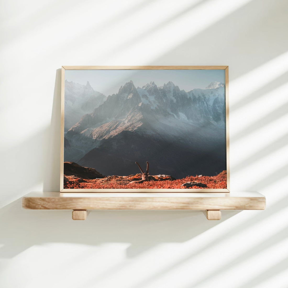 French Alps wildlife photo print with an ibex in the foreground and dramatic alpine peaks in the background.