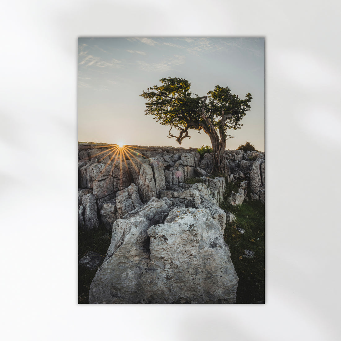 Limestone pavement and tree at golden hour in the Yorkshire Dales