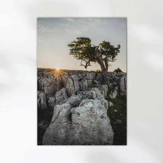 Limestone pavement and tree at golden hour in the Yorkshire Dales