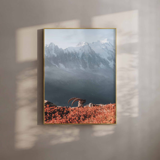 Ibex at sunset with Mont Blanc in the background, displayed in a sleek gold frame.