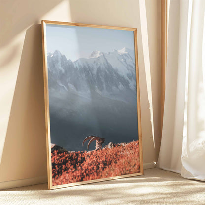 Ready-to-hang gold-framed print of ibex at sunset in Chamonix.