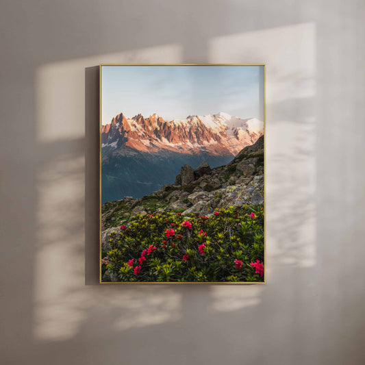 Alpenglow on the Aiguilles de Chamonix with vibrant flowers in foreground - premium wall art print.