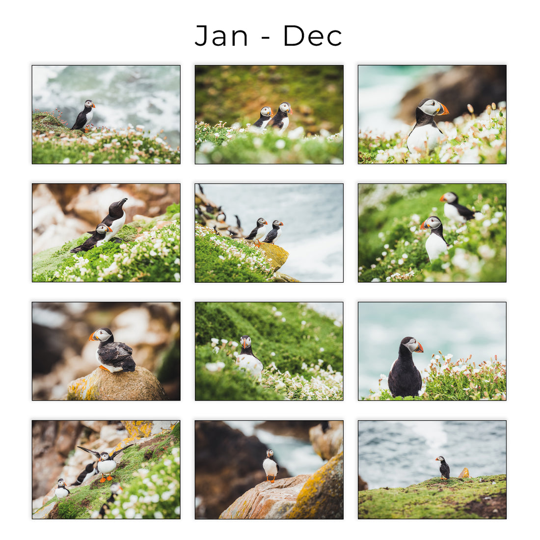 Puffins 2026 Wall Calendar – Wildlife & Bird Photography