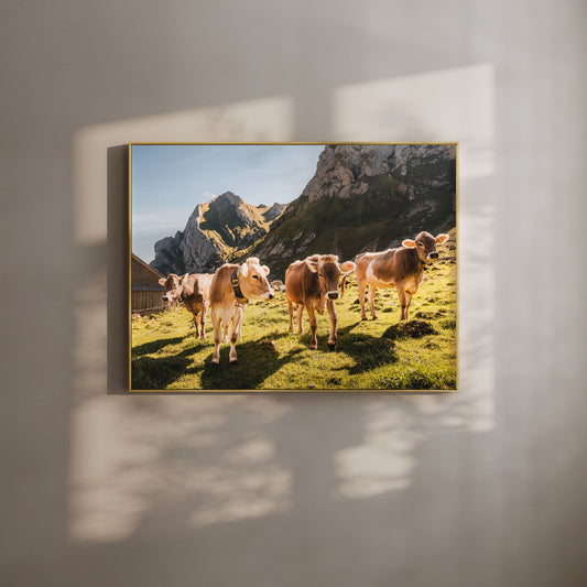 Alpine cows in a sunlit meadow with mountains in the background, Appenzell, Swiss Alps wall art.