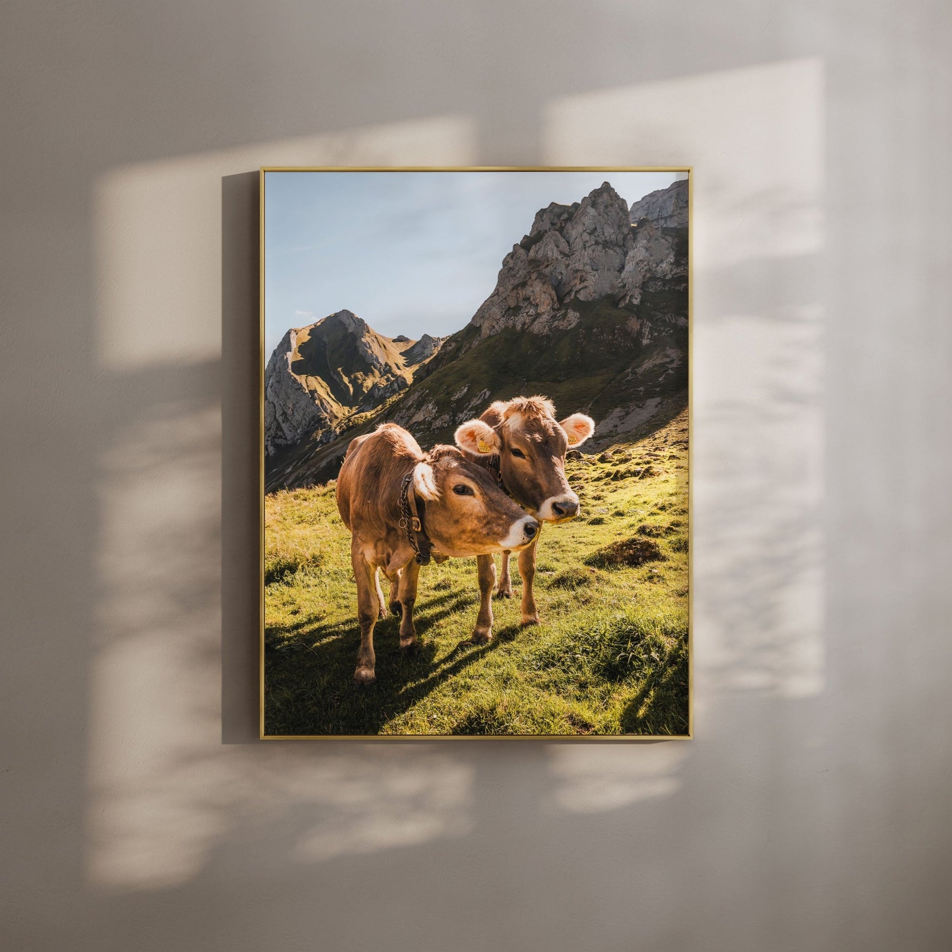 Two Alpine cows grazing in the Appenzell region of the Swiss Alps, sunlight streaming on a green meadow.