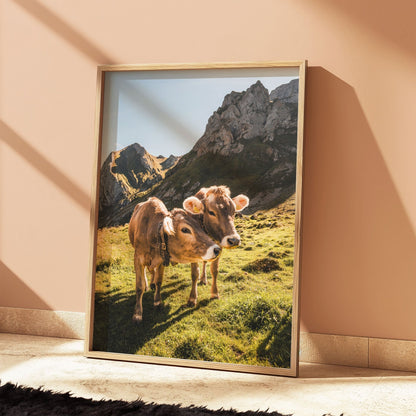 Warm golden-hour light illuminating two Alpine cows in the Appenzell Swiss Alps.