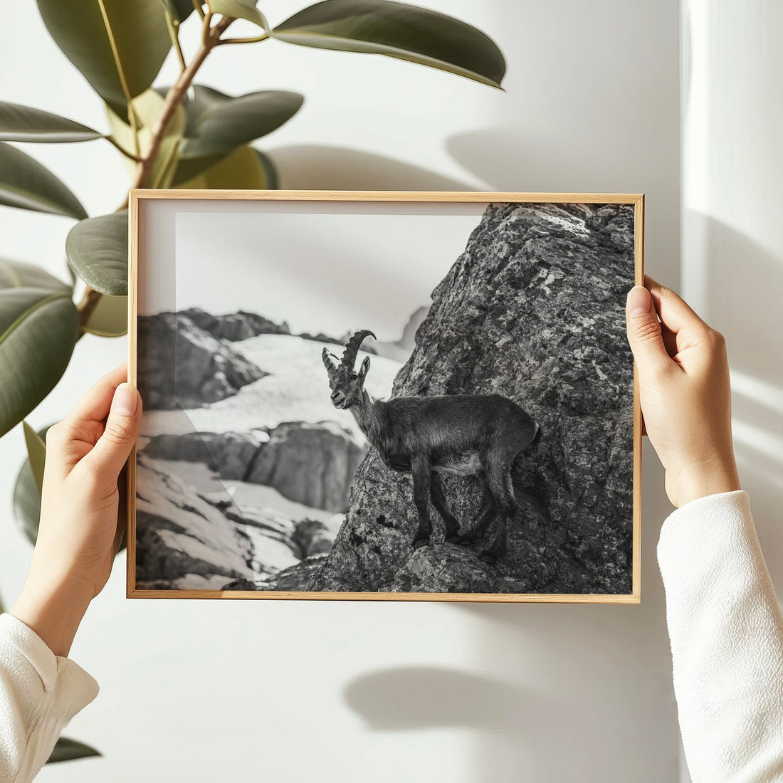 Fine art wildlife photo print of an alpine mountain goat perched on textured rocks in a snowy alpine setting.