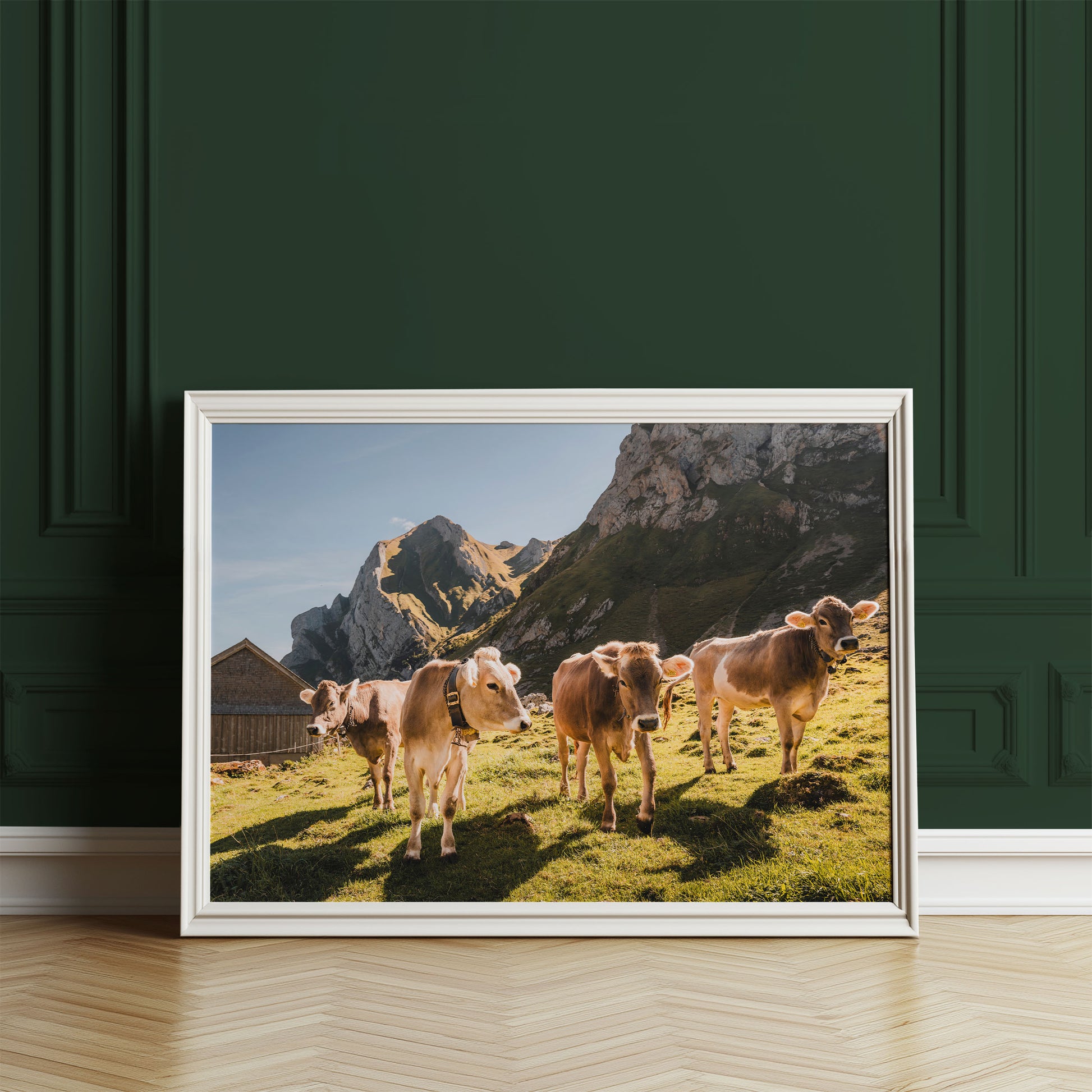 Cattle in an Appenzell mountain setting, framed by the scenic Swiss Alps and a rustic barn.