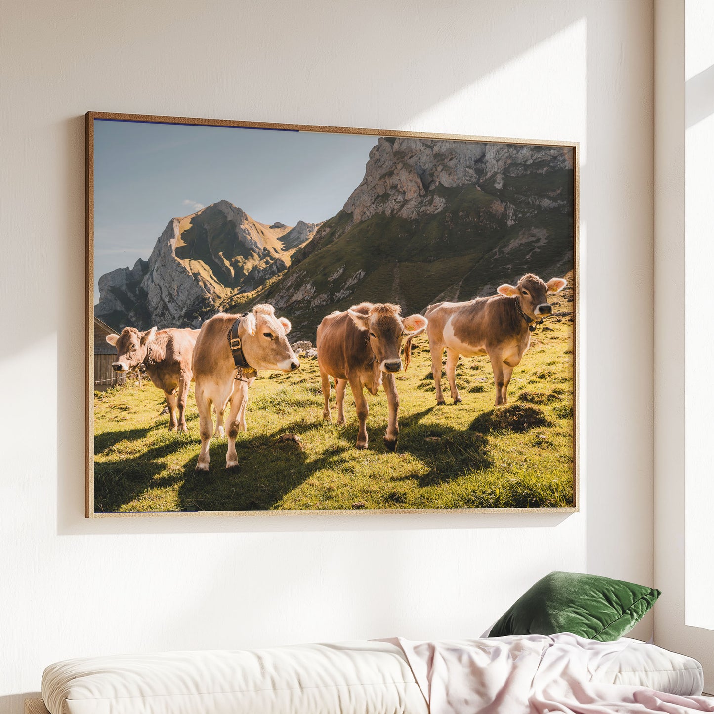 Appenzell cows grazing on a mountain pasture under clear skies, a stunning nature wall art print.