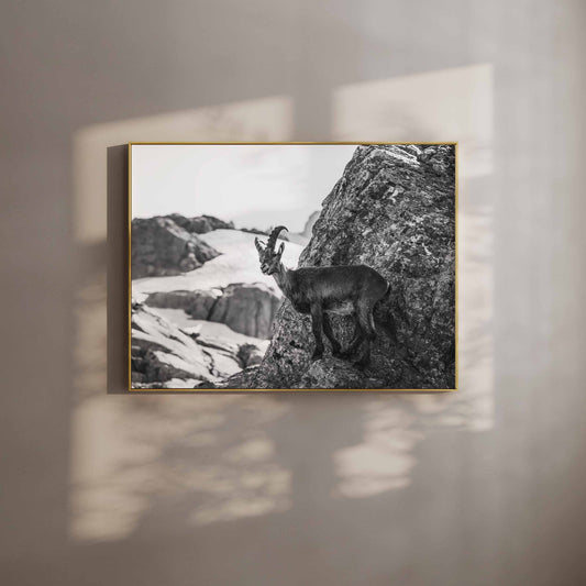 Black and white photo of an Alpine ibex on a rocky cliff with a glacier in the background, framed as wall art.