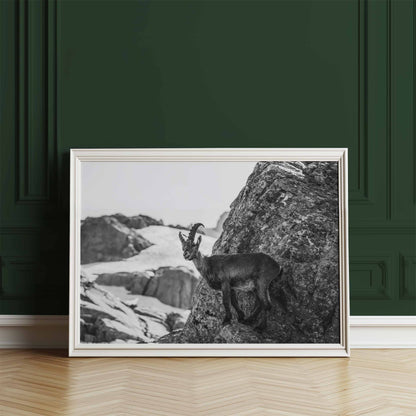 Framed black and white photo of an Alpine ibex standing on a rocky edge with mountains and glaciers.