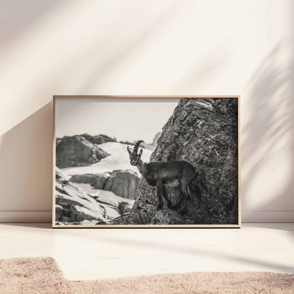 Beautifully framed black and white wall art of an Alpine ibex in the mountains.