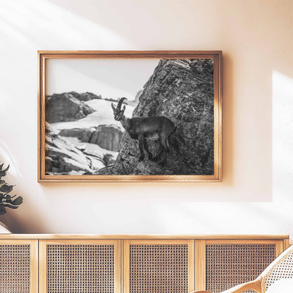 Artistic black and white photo of an ibex on a mountain cliff with a glacial backdrop, framed for display.