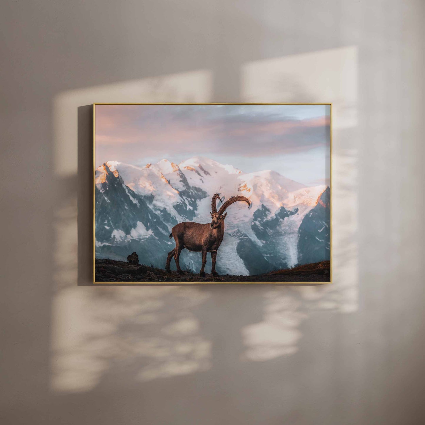 Wall art of an ibex during sunrise in Chamonix, against the backdrop of Mont Blanc, framed in a gold border.