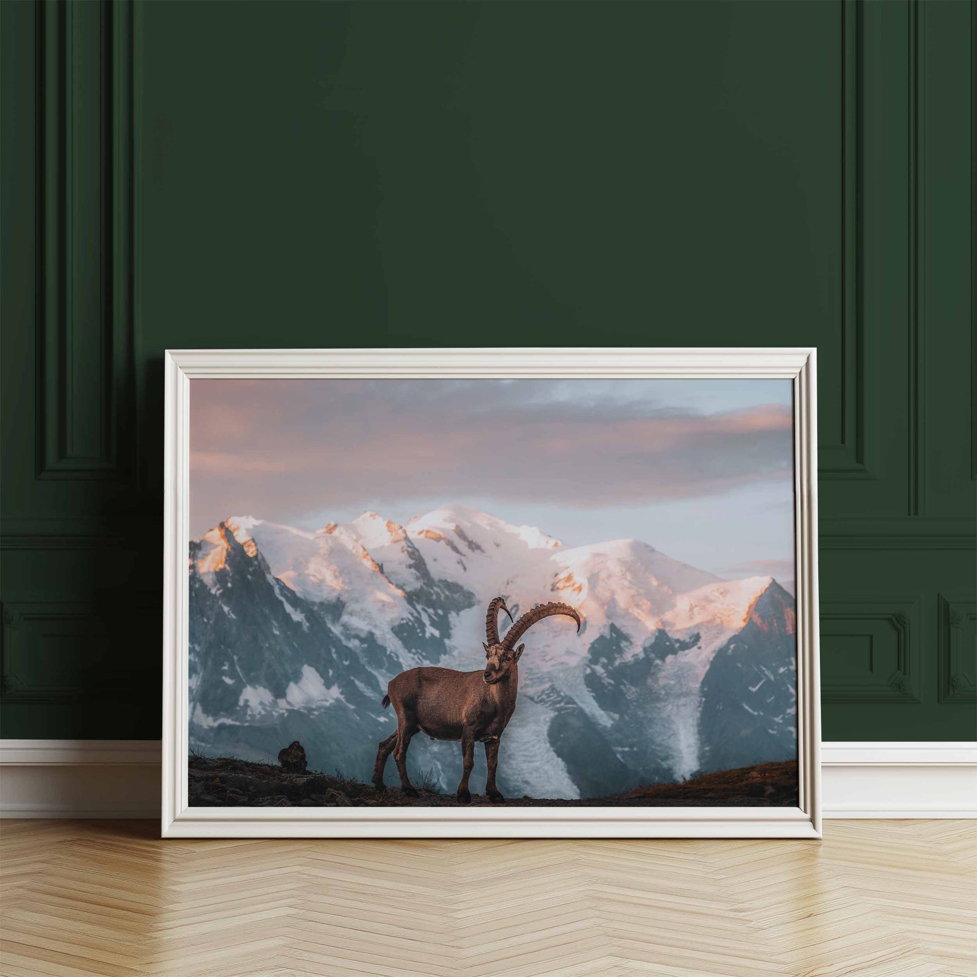 Chamonix sunrise ibex wall art displayed in a white frame against a dark green wall.