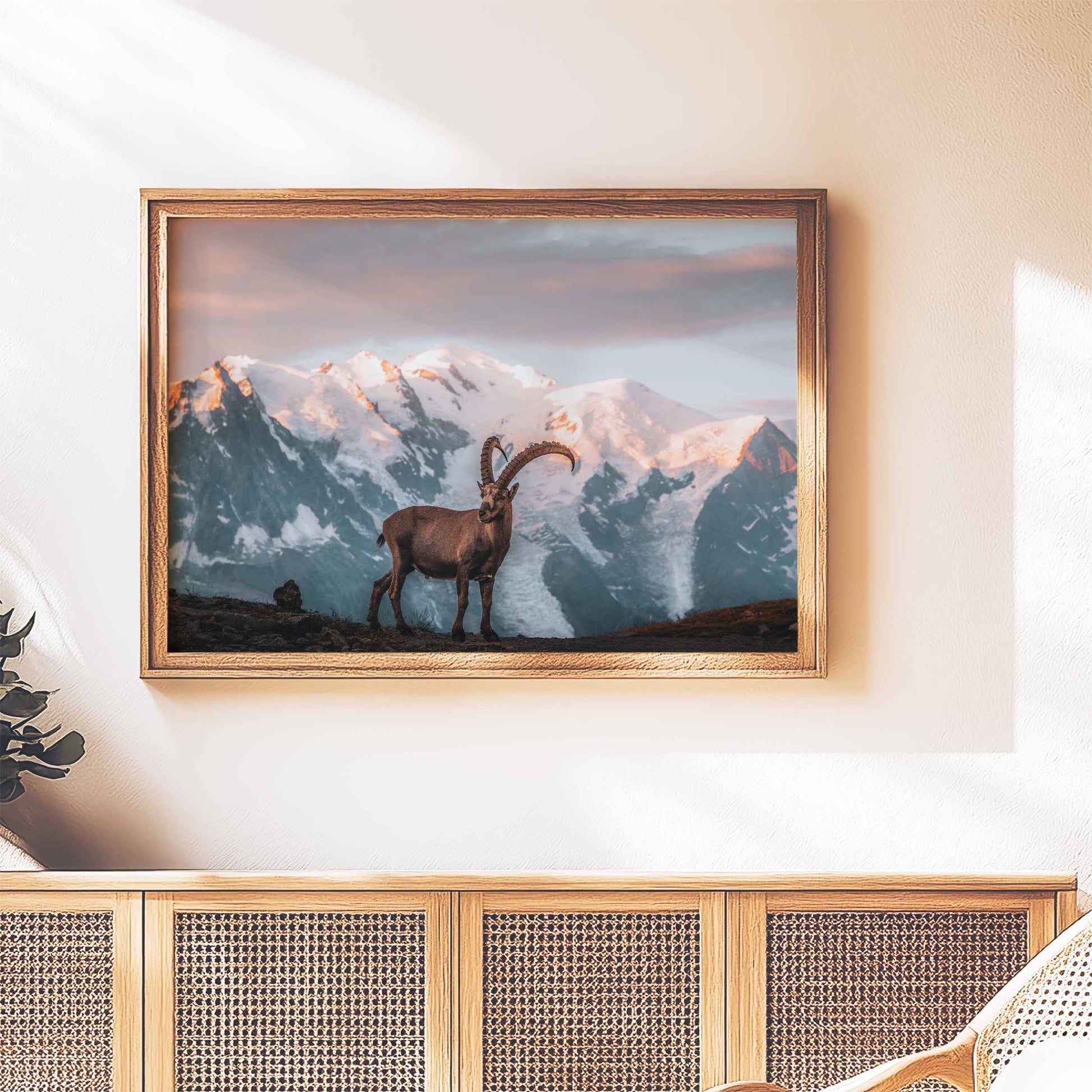 A striking ibex wall art print at sunrise in Chamonix, framed in a rustic wooden frame and styled in a warm home setting