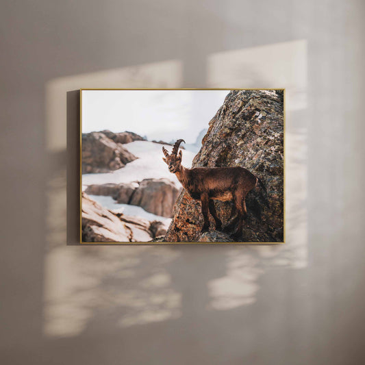 A majestic ibex standing on rocky terrain with snow-capped mountains in the background, framed in a golden wooden style.