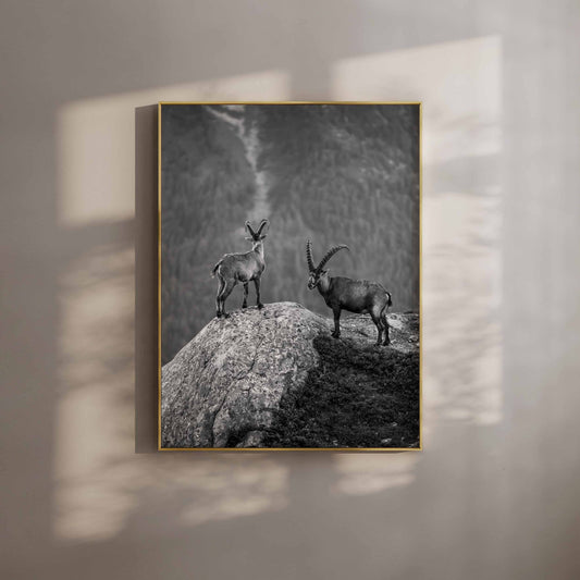 Two ibex on a rocky peak in Chamonix, captured in stunning black and white, with alpine scenery in the background.