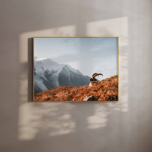 Chamonix wall art of an ibex at sunrise with Mont Blanc in the background in a natural wood frame