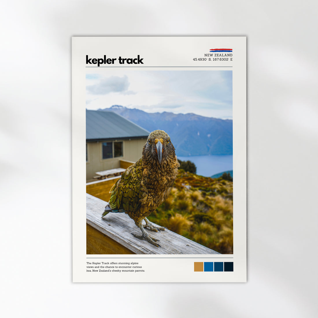 Kepler Track kea photography print from Fiordland National Park