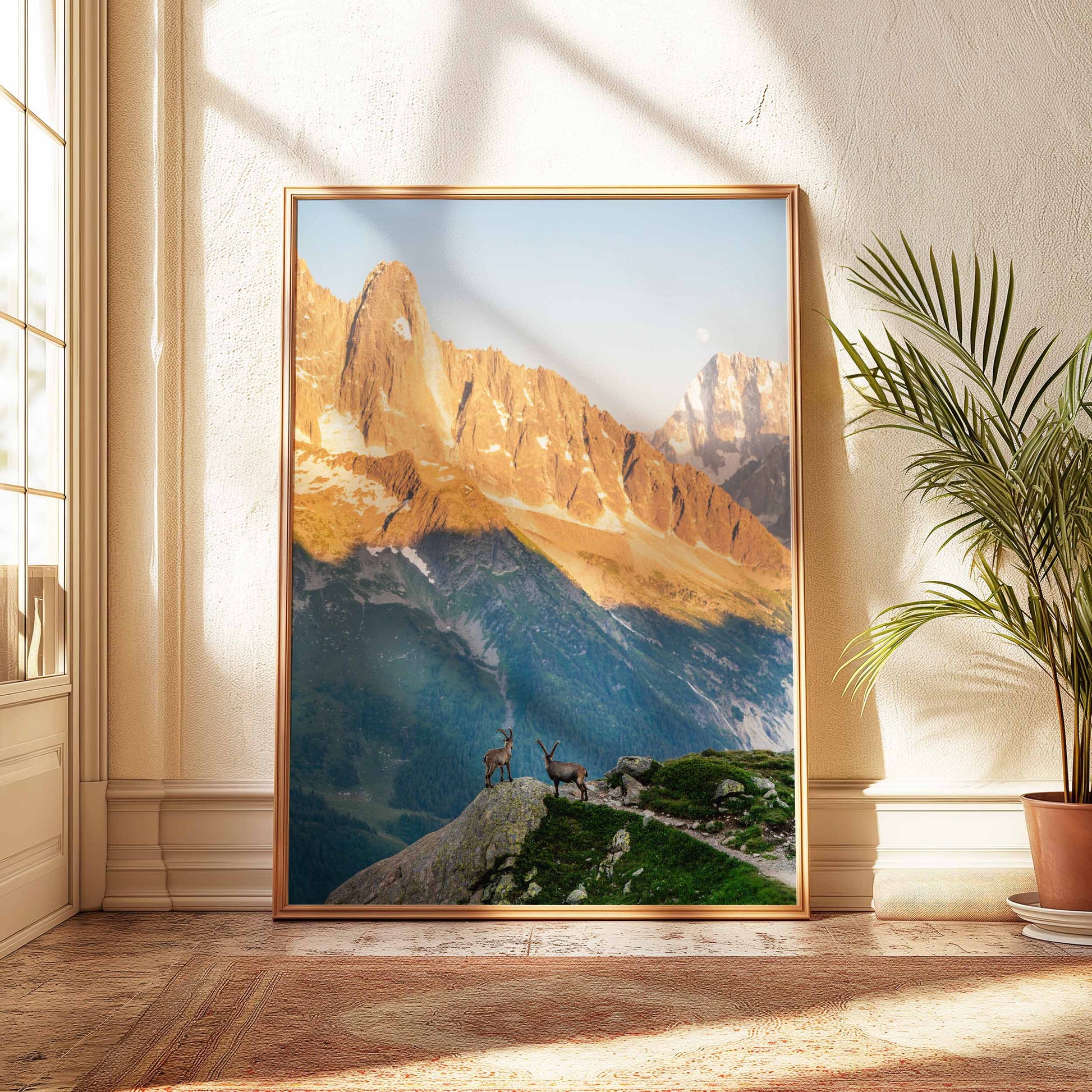 Chamonix ibex in golden light, a stunning nature print for mountain and wildlife lovers.