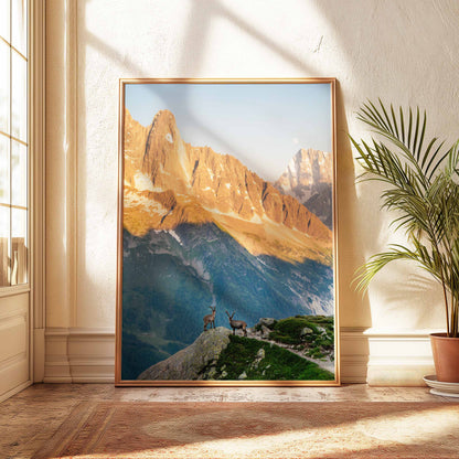 Chamonix ibex in golden light, a stunning nature print for mountain and wildlife lovers.