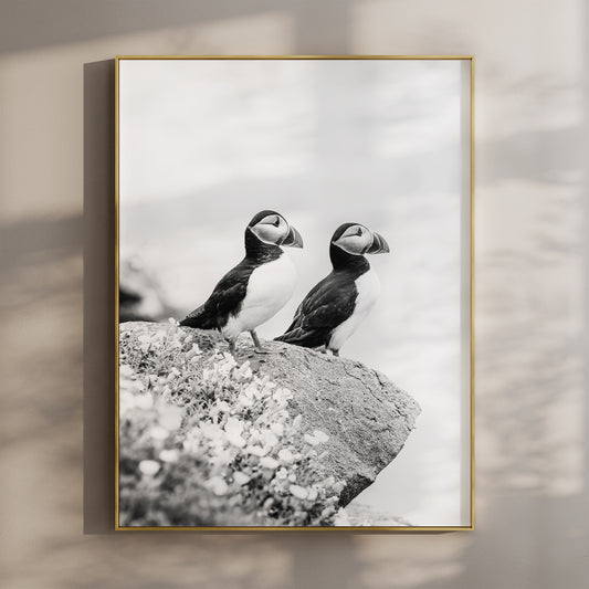 Black and white photo print of two puffins on a cliff in Ireland.