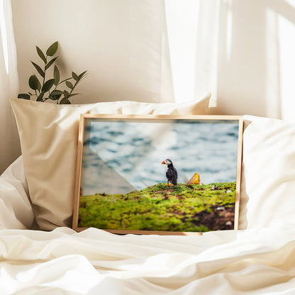 Puffin photo print displayed on a bookshelf with books and plants
