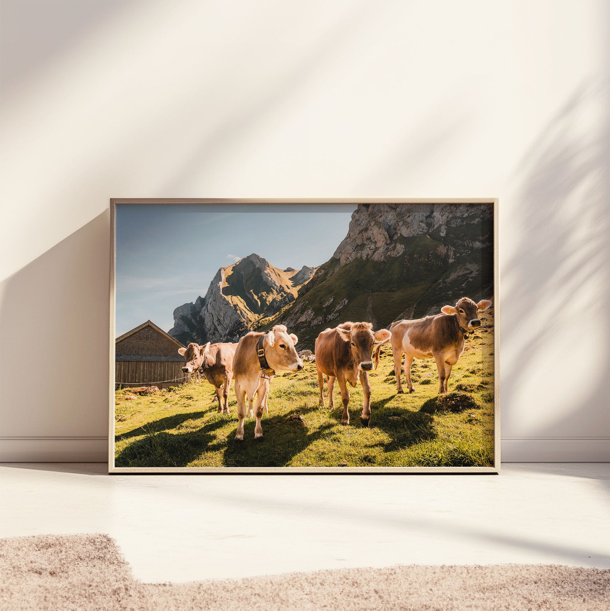 Alpine cows in Appenzell, with a dramatic mountain backdrop and warm sunlight, nature-inspired wall art.