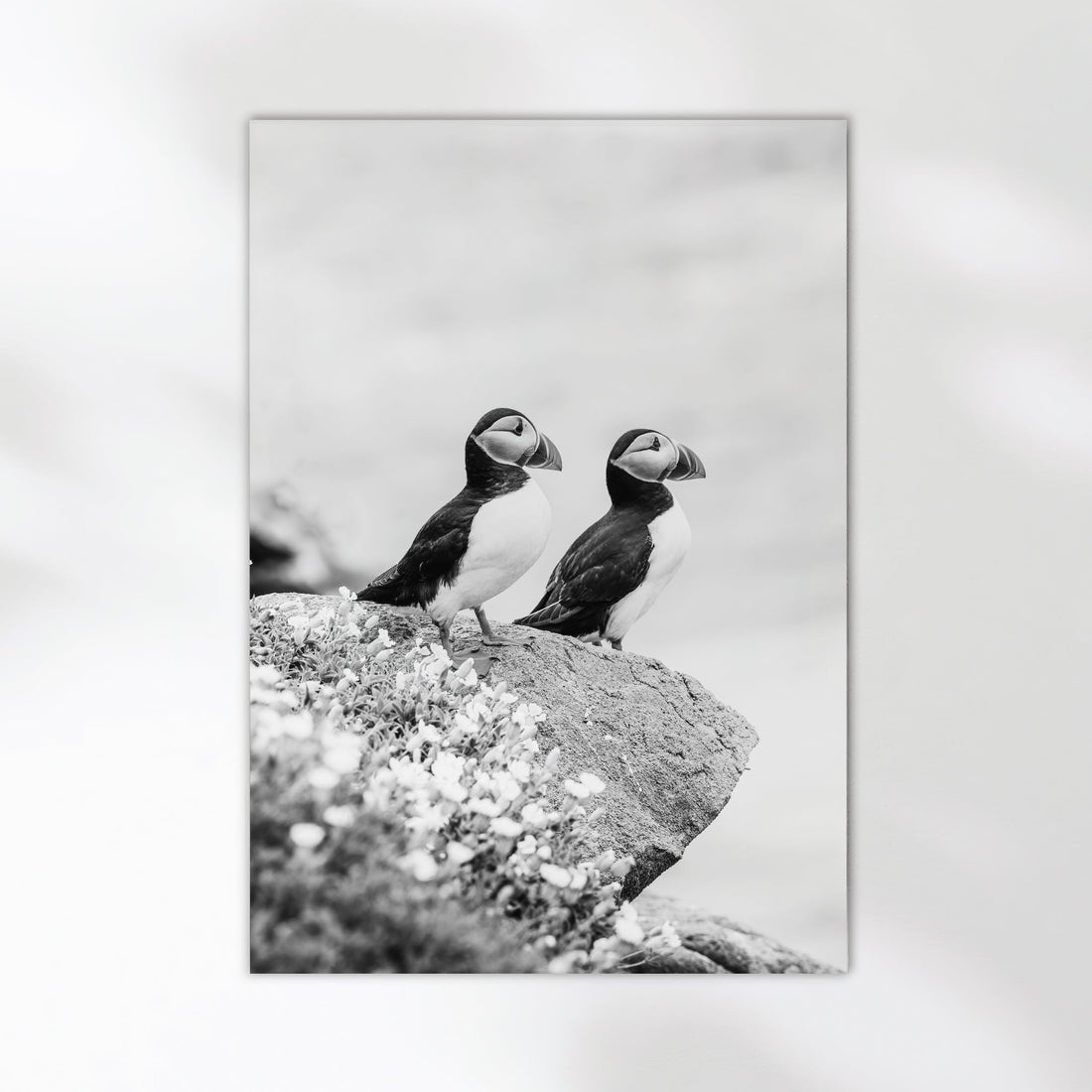 Minimalist monochrome puffin print showing two birds on a rock.