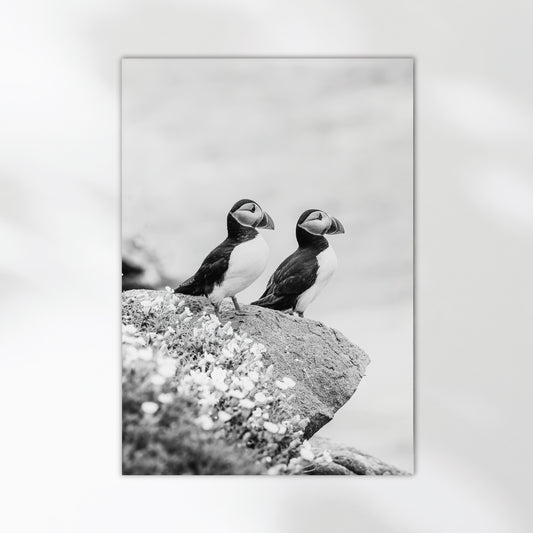Minimalist monochrome puffin print showing two birds on a rock.